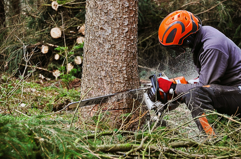 Tree Trimming & Removal